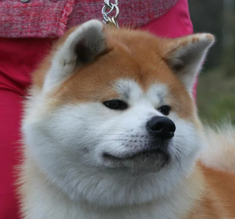 Japanese Akita Inu Mafu