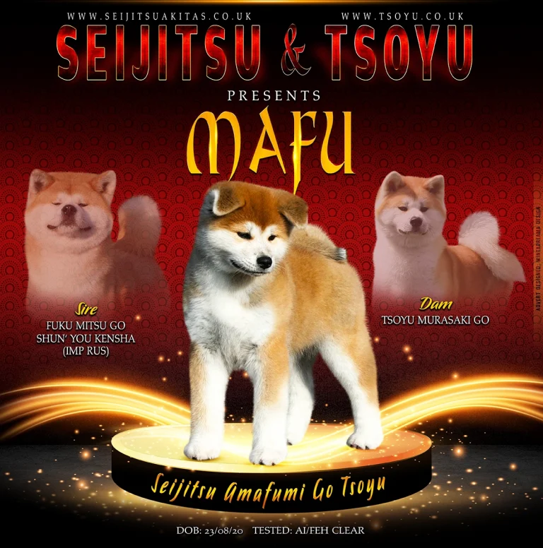Seijitsu Amafumi Go Tsoyu