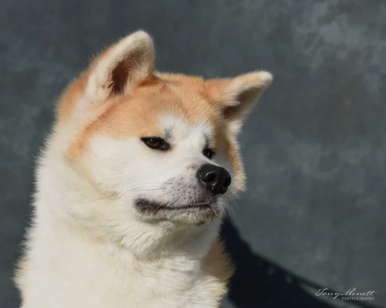 Japanese Akita Inu Suri